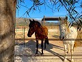 Beautiful Rural House with Pool in Pinoso in Real Estate Alicante