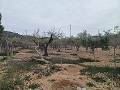 Maison de campagne à vendre près de La Romana in Real Estate Alicante
