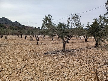 Grundstück zum Verkauf  mit Olivenbäumen in La Romana.