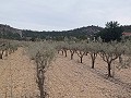 Grundstück zum Verkauf  mit Olivenbäumen in La Romana. in Real Estate Alicante
