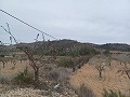 Grundstück zum Verkauf  mit Olivenbäumen in La Romana. in Real Estate Alicante