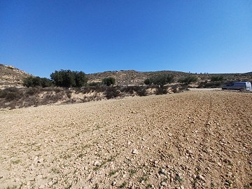 Land for sale in Pinoso.