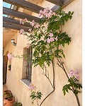 Preciosa casa de campo de 5 dormitorios y 4 baños en Raspay. in Real Estate Alicante
