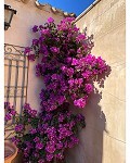 Preciosa casa de campo de 5 dormitorios y 4 baños en Raspay. in Real Estate Alicante