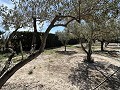 2 Bed 1 Bath Finca for sale in la Romana. in Real Estate Alicante