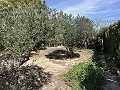 2 Bed 1 Bath Finca for sale in la Romana. in Real Estate Alicante