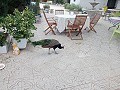 Lovely 5 bed 1 Bath Villa near the Town of Sax in Real Estate Alicante