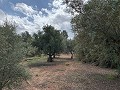 Superbe maison de campagne avec 4 chambres et terrain de 20 000 m2 in Real Estate Alicante