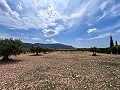 Beautiful Rural Country Home Awaiting a New Beginning  in Real Estate Alicante