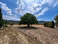 Beautiful Rural Country Home Awaiting a New Beginning  in Real Estate Alicante