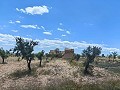 Ruina en Pinoso con suficiente terreno para construir una nueva vivienda in Real Estate Alicante