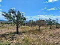 Ruina en Pinoso con suficiente terreno para construir una nueva vivienda in Real Estate Alicante