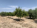 Villa with Private Pool, 3 Beds, seperate garage and Olive Trees in Real Estate Alicante