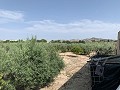 Villa with Private Pool, 3 Beds, seperate garage and Olive Trees in Real Estate Alicante