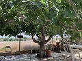 Villa with Private Pool, 3 Beds, seperate garage and Olive Trees in Real Estate Alicante