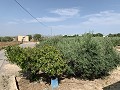 Villa with Private Pool, 3 Beds, seperate garage and Olive Trees in Real Estate Alicante