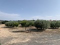 Villa with Private Pool, 3 Beds, seperate garage and Olive Trees in Real Estate Alicante