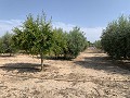 Villa with Private Pool, 3 Beds, seperate garage and Olive Trees in Real Estate Alicante