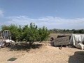 Villa with Private Pool, 3 Beds, seperate garage and Olive Trees in Real Estate Alicante