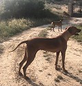 Lovely 4 Bed 1 Bath off Grid Finca in Almansa. in Real Estate Alicante