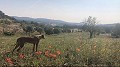 Lovely 4 Bed 1 Bath off Grid Finca in Almansa. in Real Estate Alicante