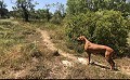 Lovely 4 Bed 1 Bath off Grid Finca in Almansa. in Real Estate Alicante