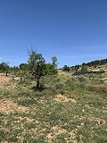 Schöne, netzunabhängige Finca mit 4 Schlafzimmern und 1 Bad in Almansa. in Real Estate Alicante