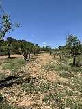 Schöne, netzunabhängige Finca mit 4 Schlafzimmern und 1 Bad in Almansa. in Real Estate Alicante