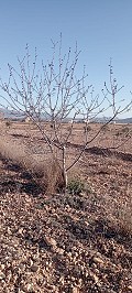 Prachtige authentieke Spaanse finca met 4 slaapkamers, 2 badkamers en gastenverblijf in Pinoso. in Real Estate Alicante