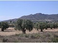Se vende terreno en (Rincon Del Moro.) Sax  in Real Estate Alicante