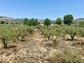 Villa de 3 chambres parfaite pour les amoureux des chevaux in Real Estate Alicante