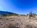 Bauernhof mit über 20.000 m² Land mit umfangreichen Möglichkeiten in Real Estate Alicante