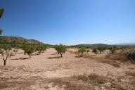 Landhuis met 100.000M2 olijven en amandelen in Real Estate Alicante