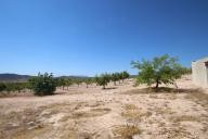 Landhuis met 100.000M2 olijven en amandelen in Real Estate Alicante