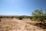 Landhuis met 100.000M2 olijven en amandelen in Real Estate Alicante