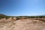 Landhuis met 100.000M2 olijven en amandelen in Real Estate Alicante