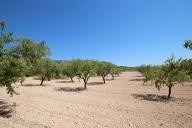 Landhuis met 100.000M2 olijven en amandelen in Real Estate Alicante