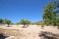 Landhuis met 100.000M2 olijven en amandelen in Real Estate Alicante