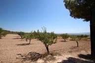 Landhuis met 100.000M2 olijven en amandelen in Real Estate Alicante