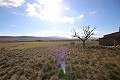 Large plot of land with a ruin in Yecla, Murcia in Real Estate Alicante