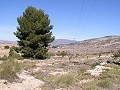 Building land in Pinoso in Real Estate Alicante