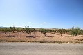 Building plot of land with almond trees in Real Estate Alicante