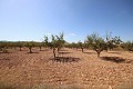 Building plot of land with almond trees in Real Estate Alicante