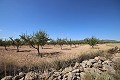 Building plot of land with almond trees in Real Estate Alicante