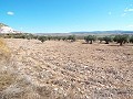 10,500m2 de terreno con agua corriente. in Real Estate Alicante