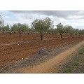 Plot in Raspay in Real Estate Alicante
