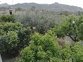 Mooie villa in Ricabacica, Abanilla + olijfgaard in Partidor in Real Estate Alicante