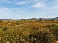 Mooie villa in Ricabacica, Abanilla + olijfgaard in Partidor in Real Estate Alicante
