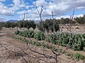 Finca adosada en La Romana in Real Estate Alicante
