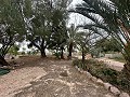 2 Landhäuser in Novelda in Real Estate Alicante